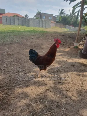 Matured Local Fowl