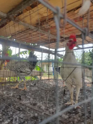 Matured Local Fowl