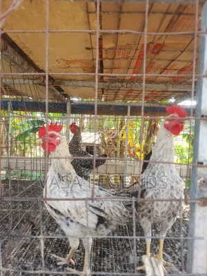 Matured Local Fowl
