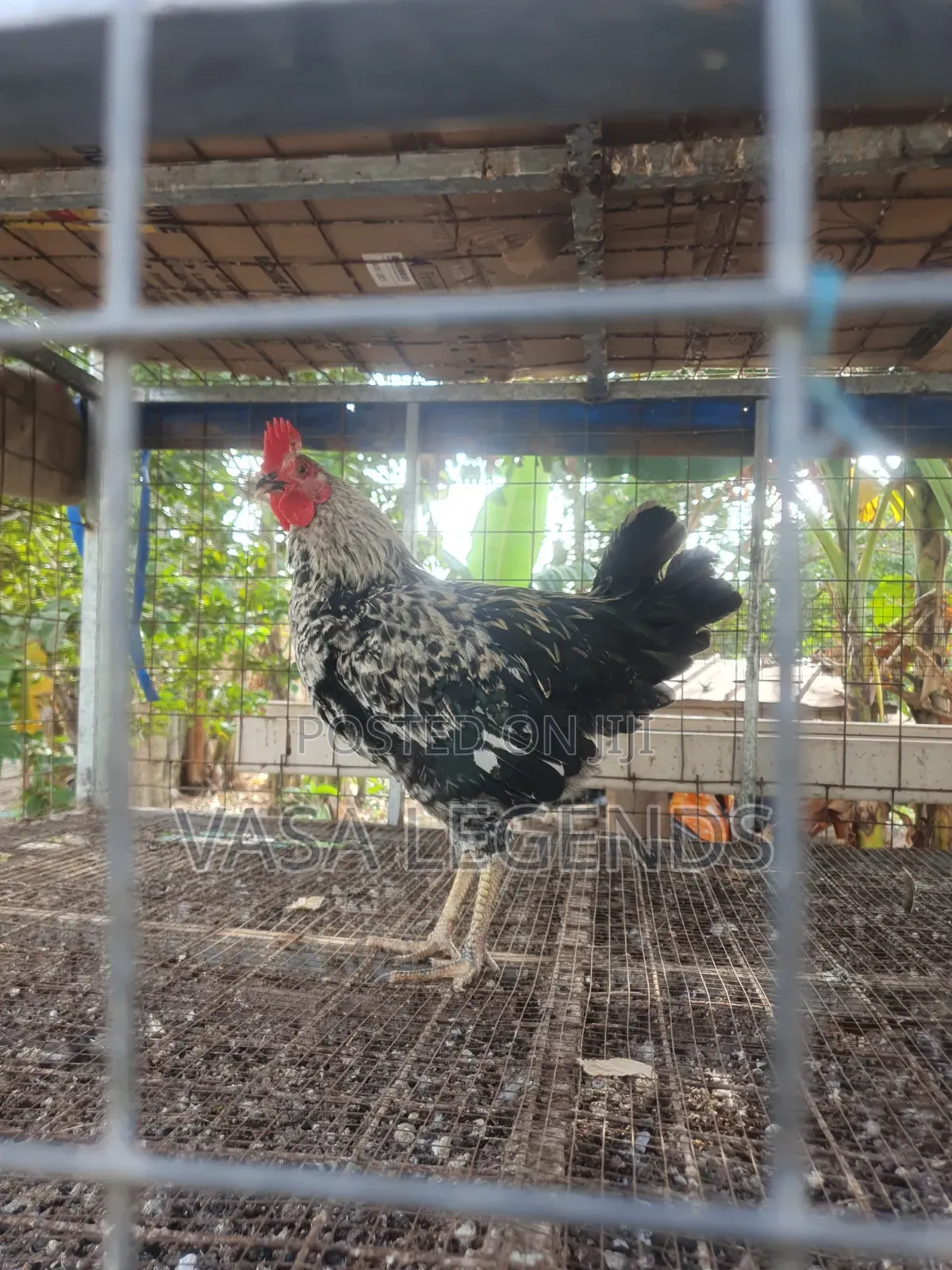 Matured Local Fowl