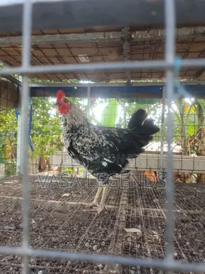 Matured Local Fowl
