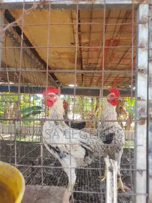 Matured Local Fowl