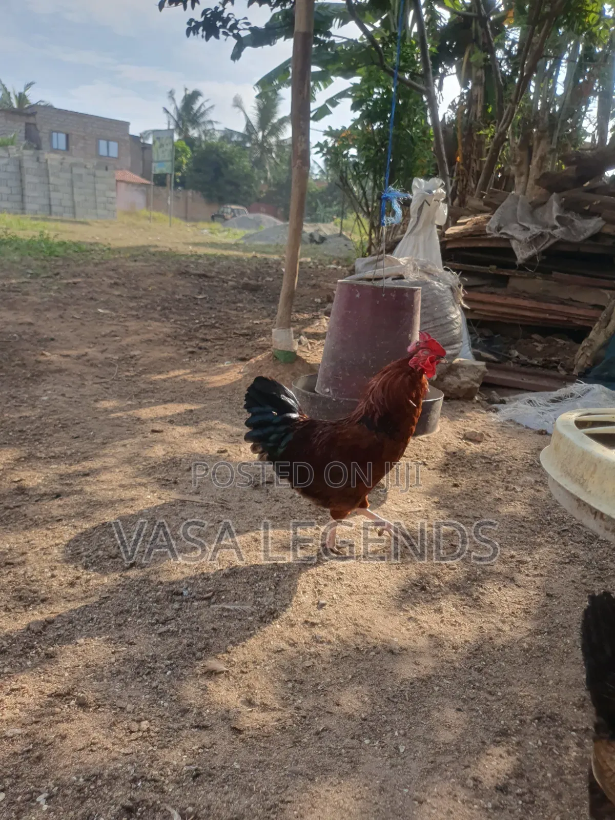 Matured Local Fowl