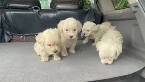 1-3 months Male Purebred Maltipoo