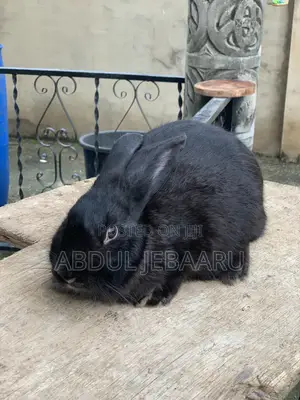 Rabbit for Sale