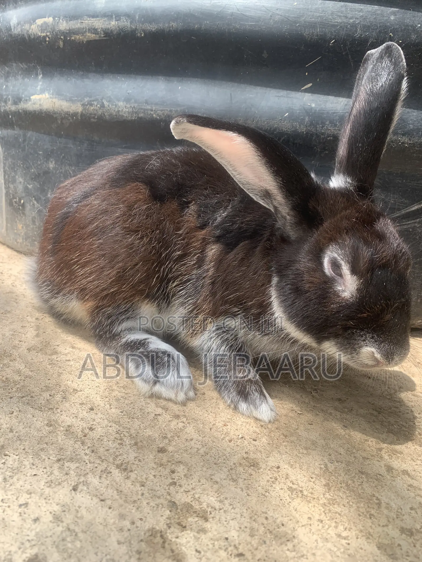Rabbit for Sale
