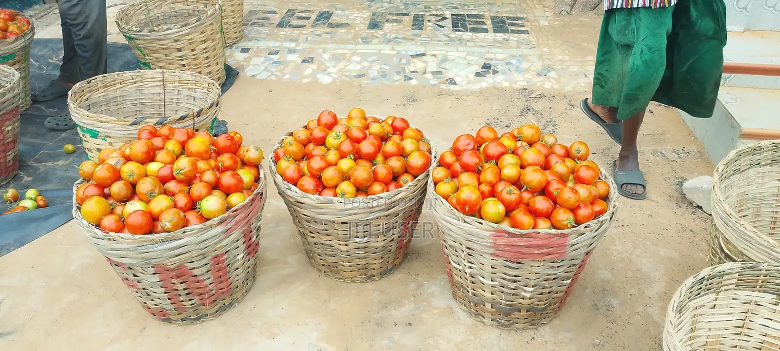 Freshly Harvested Tomatoes
