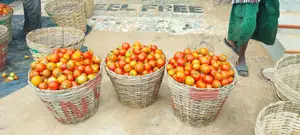 Freshly Harvested Tomatoes