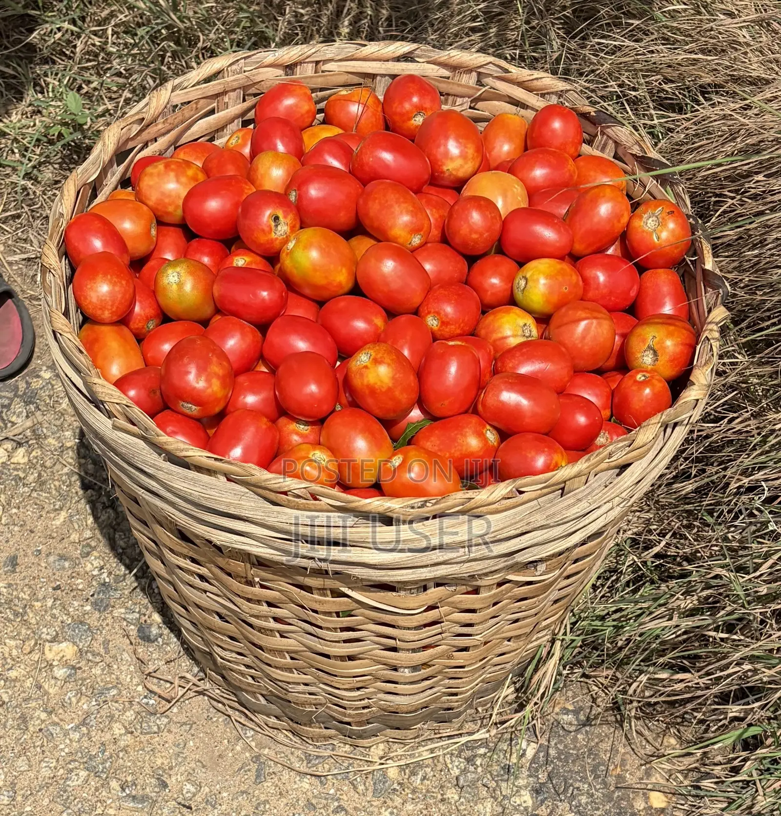 Freshly Harvested Tomatoes