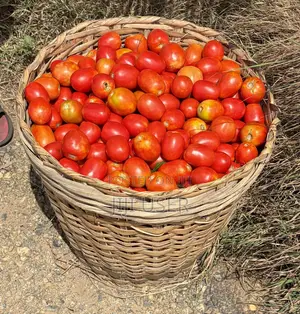 Freshly Harvested Tomatoes