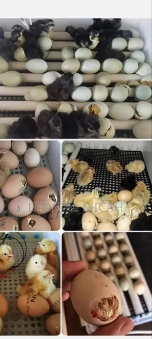 Egg Incubator 192 Eggs
