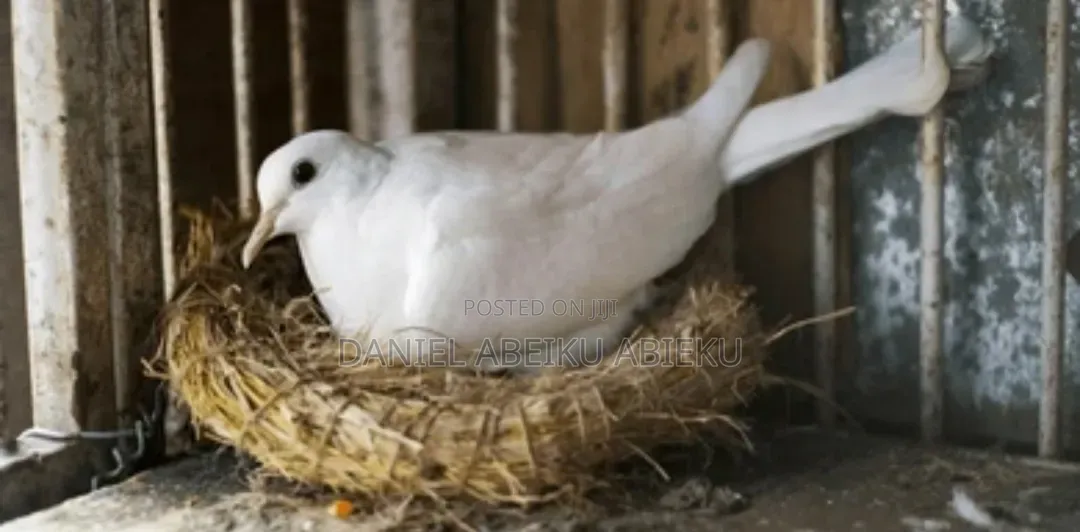 Pure Breed White Dove