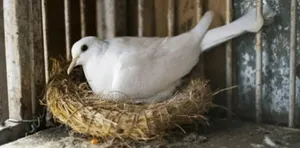 Pure Breed White Dove