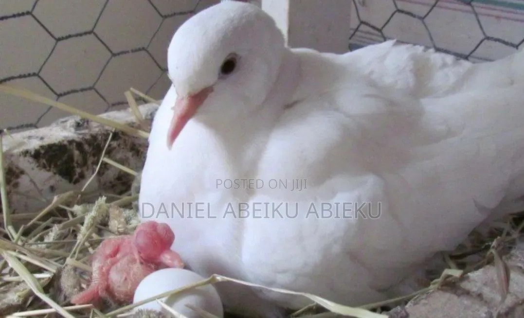 Pure Breed White Dove