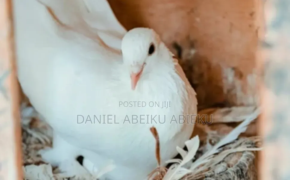 Pure Breed White Dove