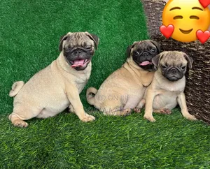 3-6 months Male Purebred Pug