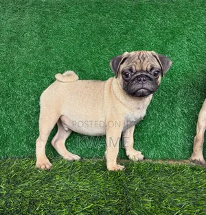 3-6 months Male Purebred Pug