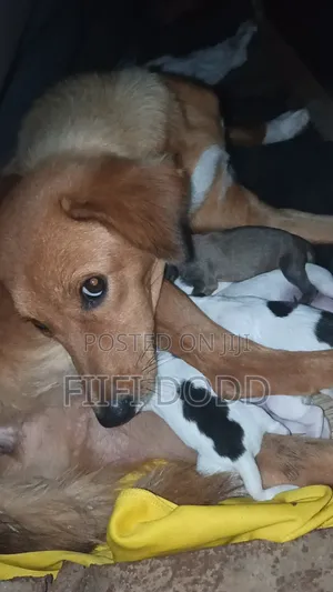 1-3 months Male Purebred German Shepherd