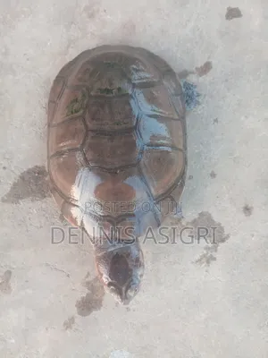 Fresh Water Pet for Sale