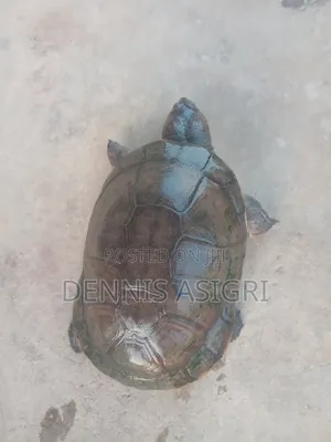 Fresh Water Pet for Sale