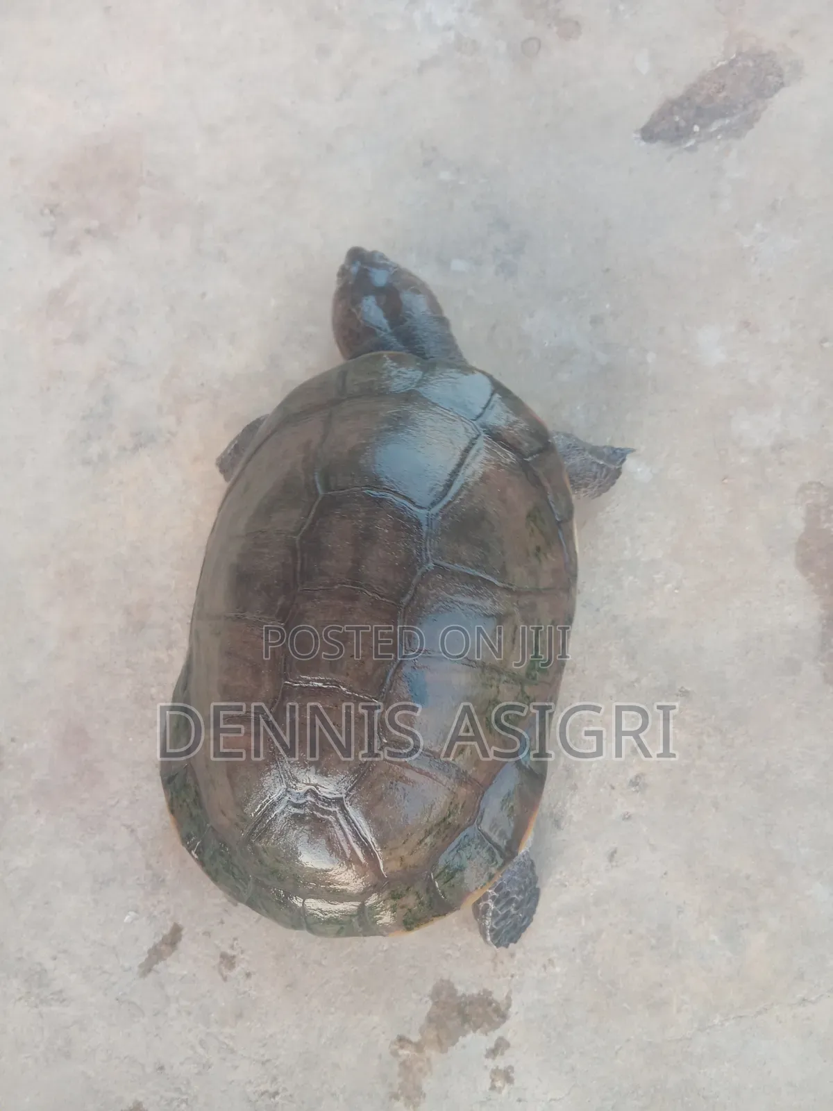 Fresh Water Pet for Sale