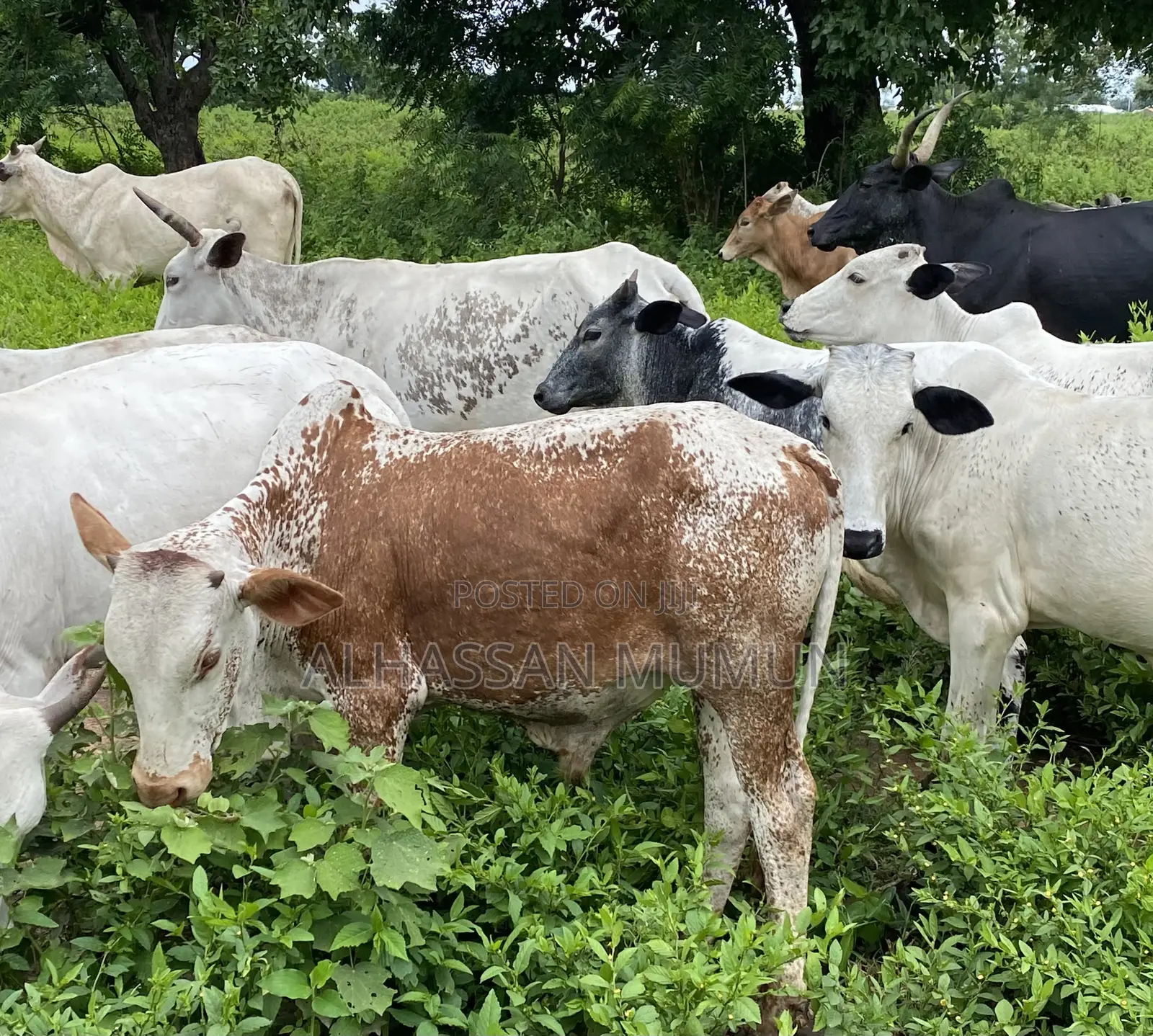 Farm Animals