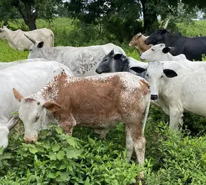 Farm Animals