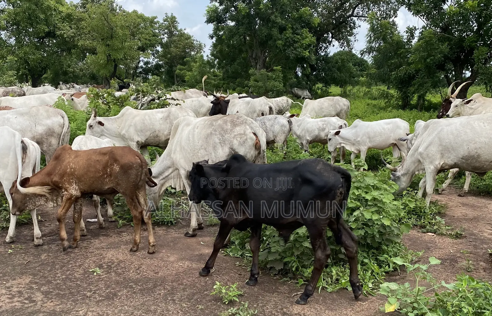 Farm Animals