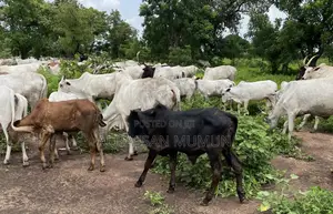 Farm Animals