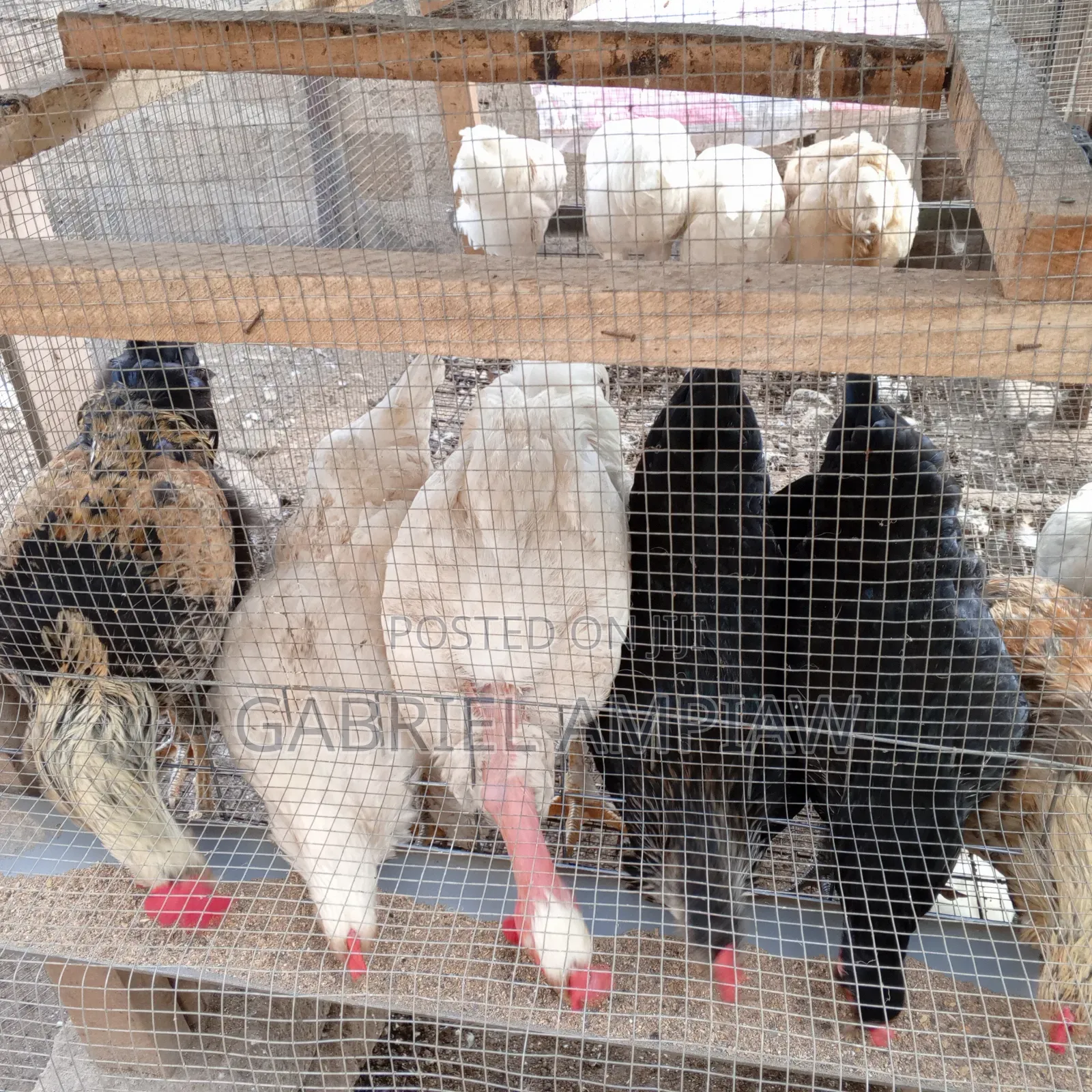 Mixed Breed Chickens