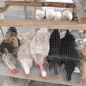 Mixed Breed Chickens