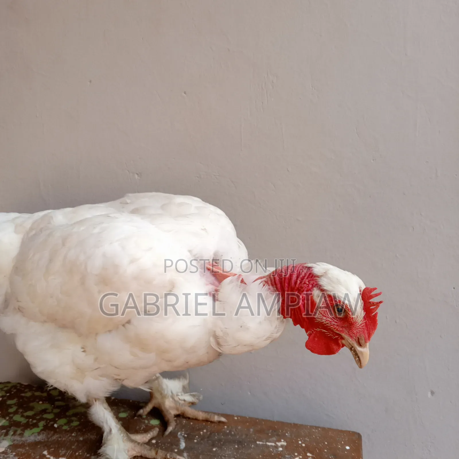 Mixed Breed Chickens