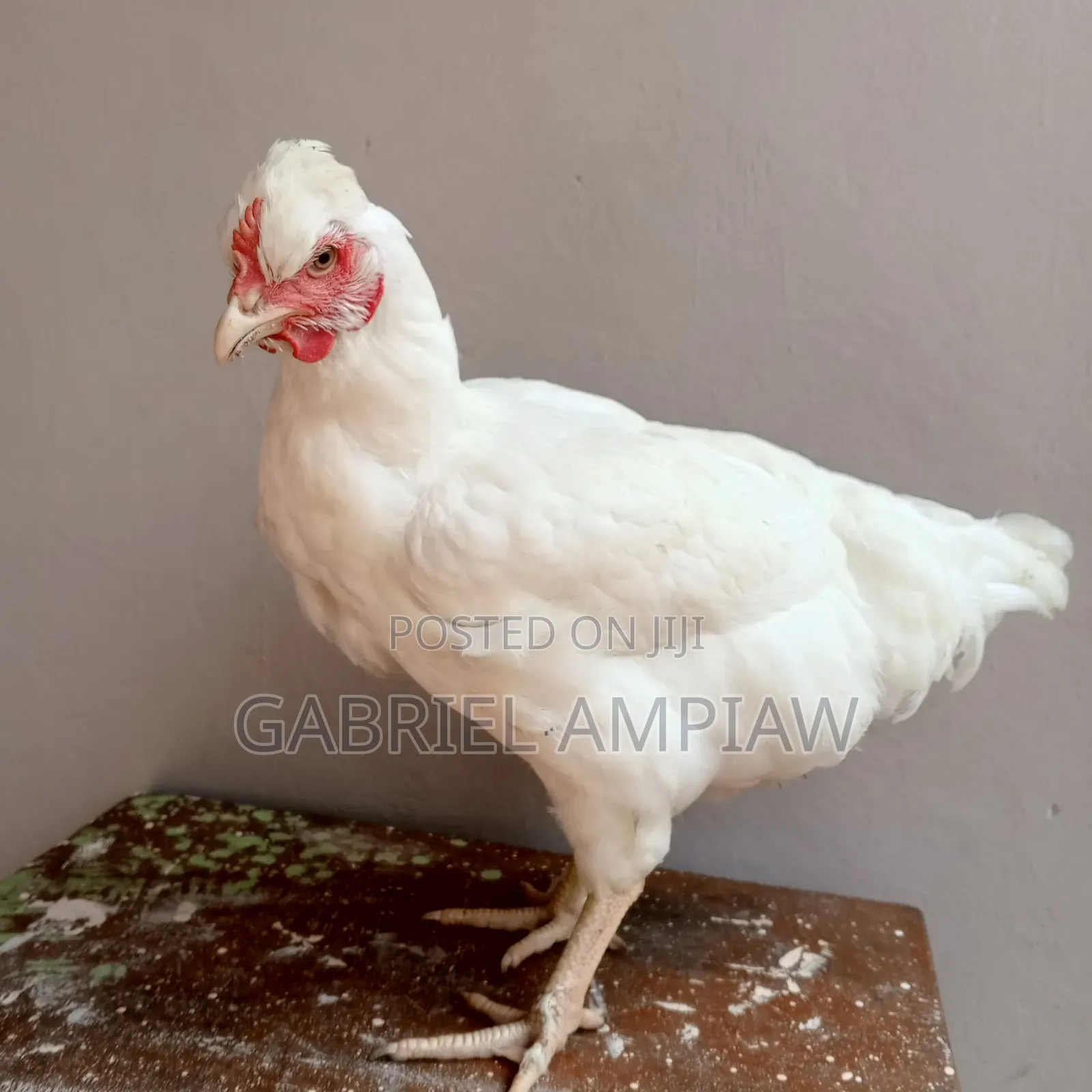 Mixed Breed Chickens