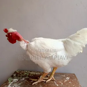 Mixed Breed Chickens