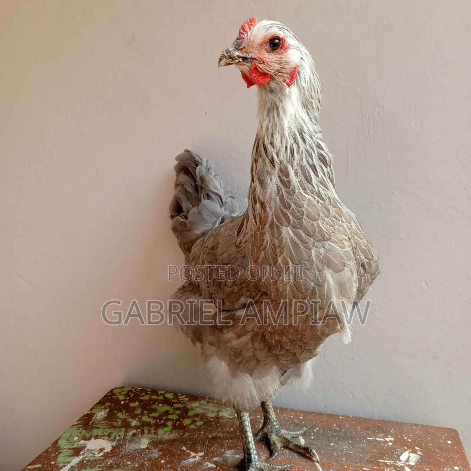 Mixed Breed Chickens