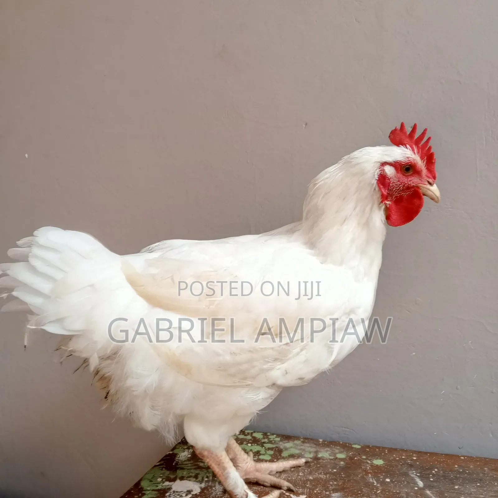 Mixed Breed Chickens