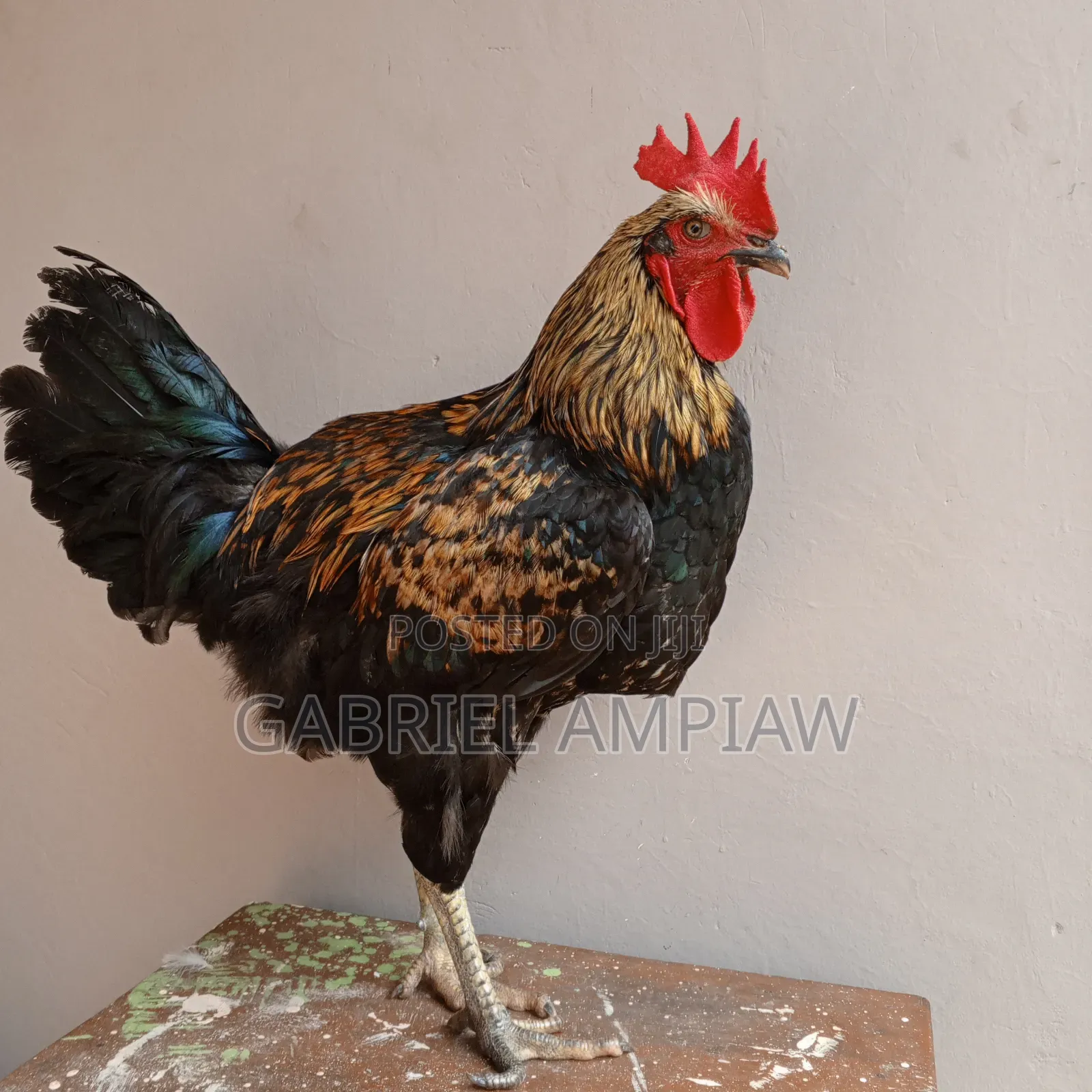 Mixed Breed Chickens