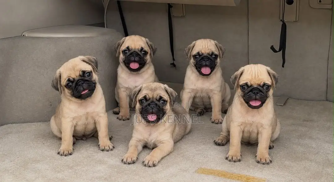 1-3 months Male Purebred Pug