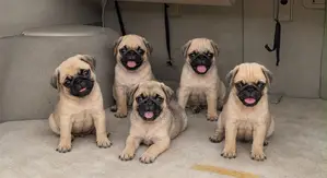 1-3 months Male Purebred Pug