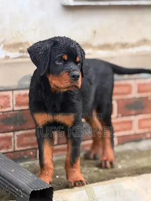 1-3 months Male Purebred Rottweiler