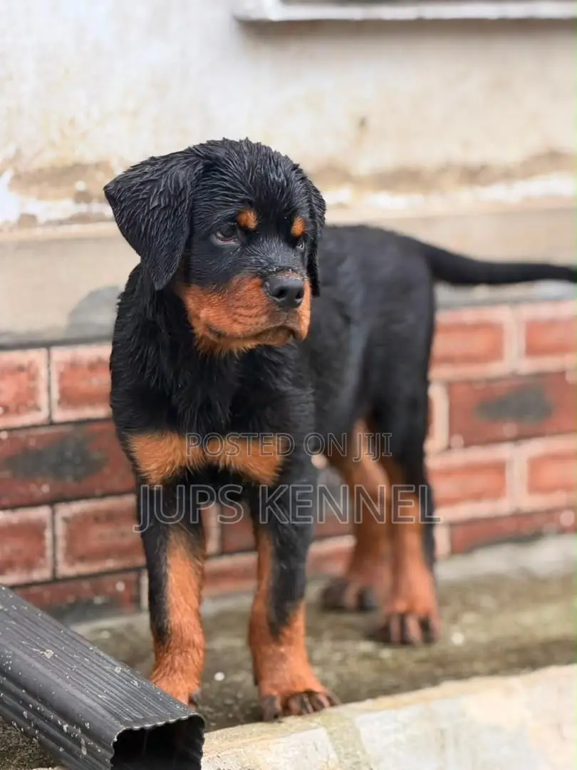 1-3 months Male Purebred Rottweiler