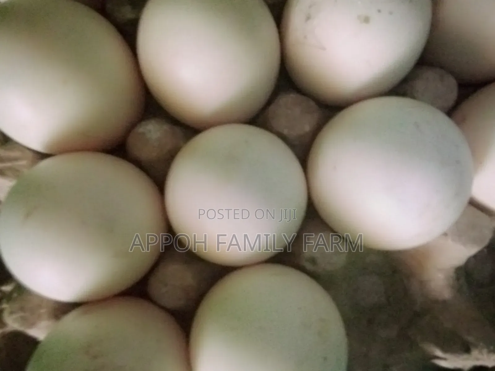 Foreign Muscovy Fertile Eggs