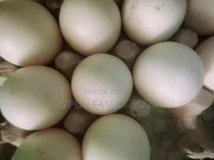 Foreign Muscovy Fertile Eggs