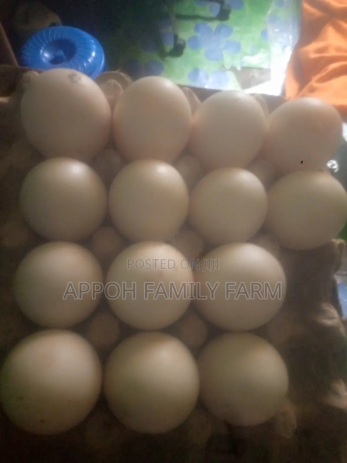 Foreign Muscovy Fertile Eggs