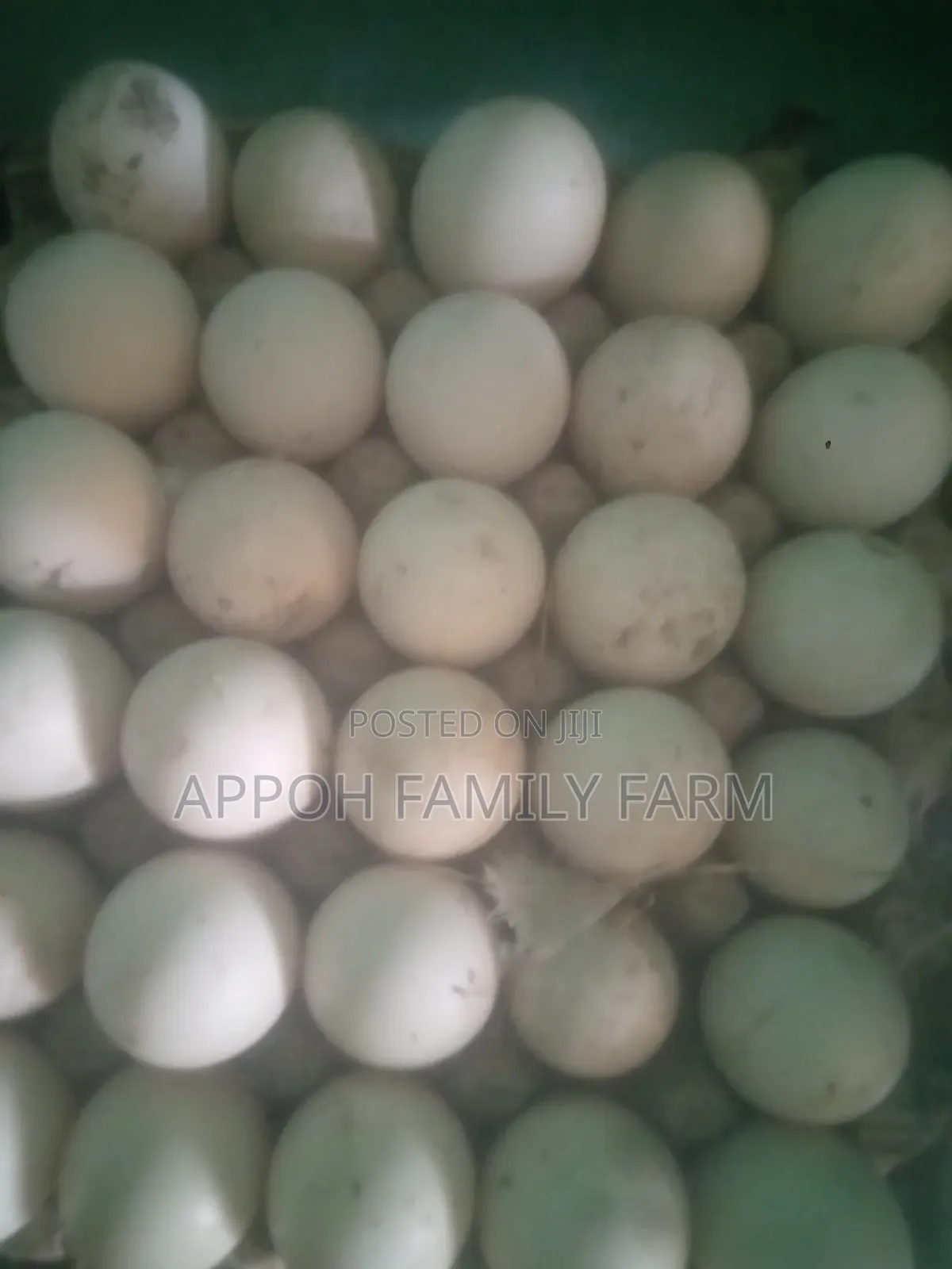 Foreign Muscovy Fertile Eggs