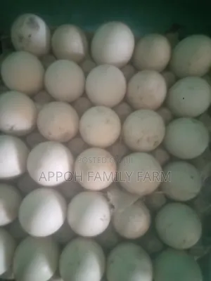 Foreign Muscovy Fertile Eggs