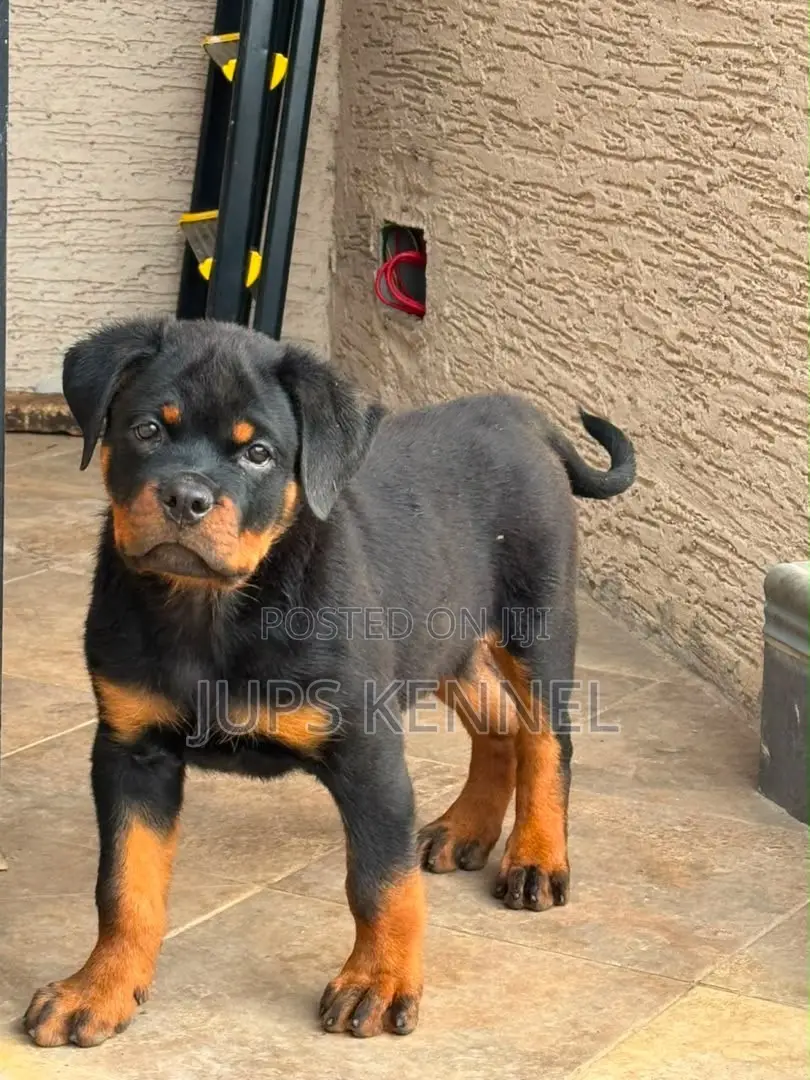 1-3 months Female Purebred Rottweiler