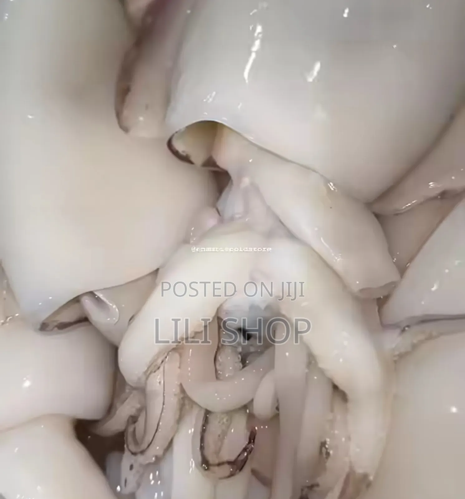 Fresh Frozen Octopus/Squid