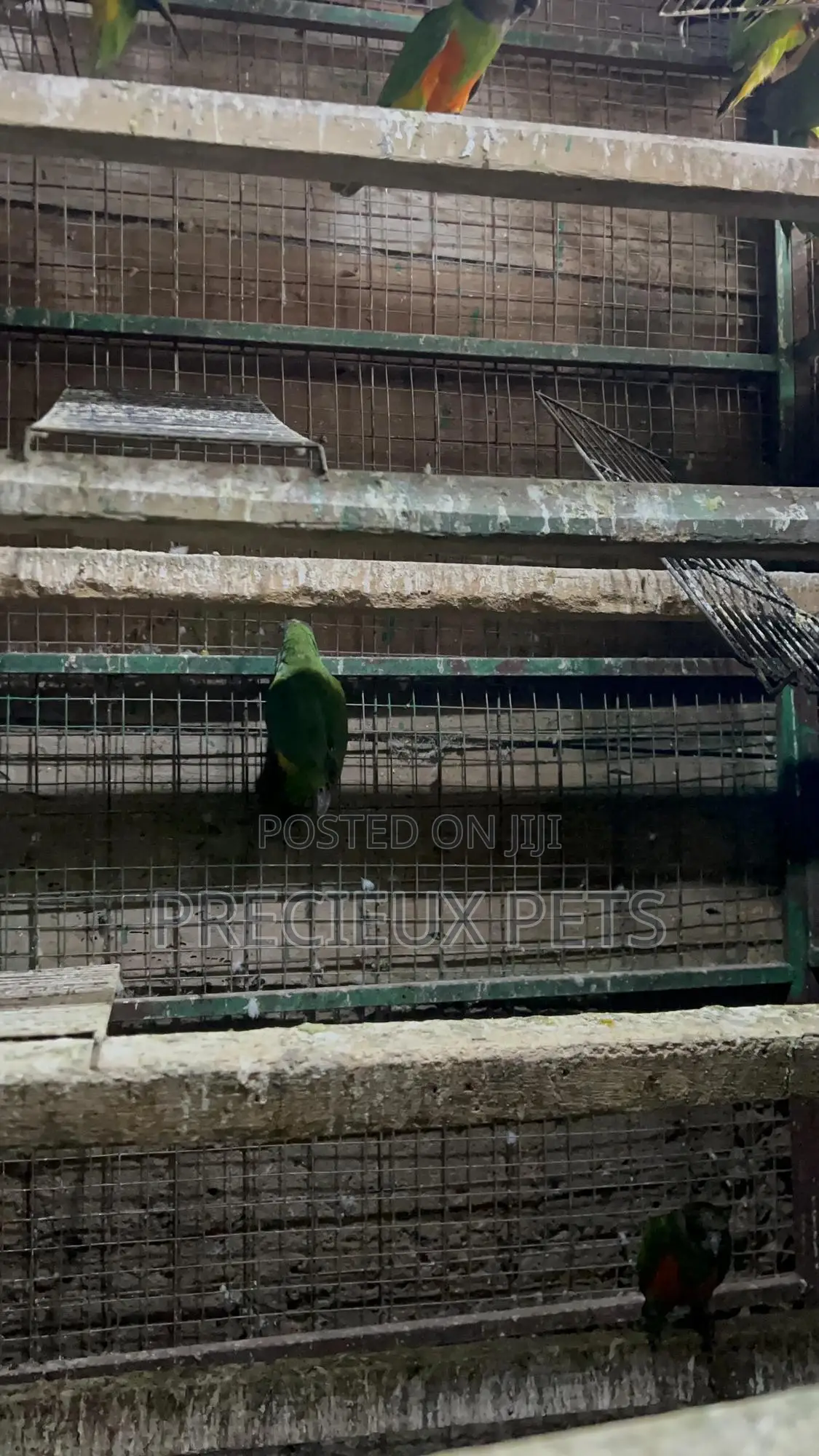 July Bonus on Sénégalais Talk Birds