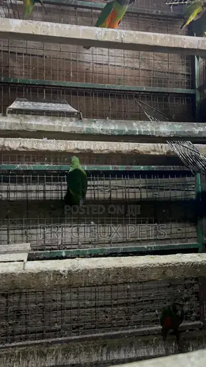 July Bonus on Sénégalais Talk Birds